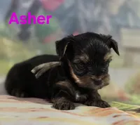 AKC Asher, a male Yorkshire Terrier for sale in Homerville, GA – 7 of 10