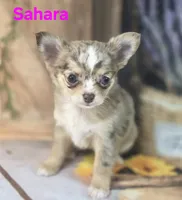 CKC Sahara , a female Chihuahua for sale in Homerville, GA – 6 of 10