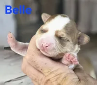 CKC Belle, a female Chihuahua for sale in Homerville, GA – 4 of 8