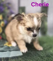 CKC Cherie , a female Chihuahua for sale in Homerville, GA – 6 of 10