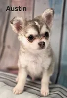 CKC Austin pending, a male Chihuahua for sale in Homerville, GA – 4 of 10