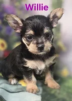 Willie, a male Yorkshire Terrier and Chorkie for sale in Homerville, GA – 6 of 10