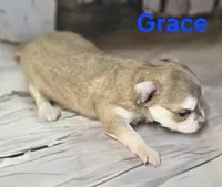 CKC Grace , a female Chihuahua for sale in Homerville, GA – 3 of 9