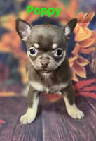 AKC Poppy, a female Chihuahua for sale in Homerville, GA – 4 of 10
