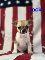 CKC Jock, a male Chihuahua for sale in Homerville, GA – 7 of 10