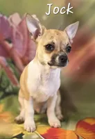 CKC Jock, a male Chihuahua for sale in Homerville, GA – 6 of 10