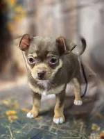 AKC Daisy, a female Chihuahua for sale in Homerville, GA – 7 of 10