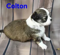AKC Colton, a male Chihuahua for sale in Homerville, GA – 2 of 10