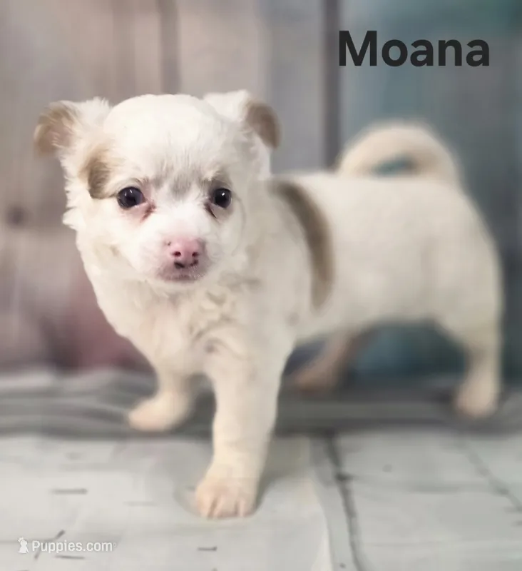 CKC Moana – Chihuahua puppy on hold in Homerville, GA