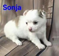 AKC Sonja, a female Chihuahua for sale in Homerville, GA – 5 of 10