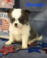 AKC Bluebell, a female Chihuahua for sale in Homerville, GA – 10 of 10