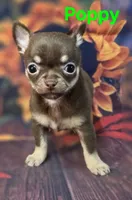AKC Poppy, a female Chihuahua for sale in Homerville, GA – 7 of 10