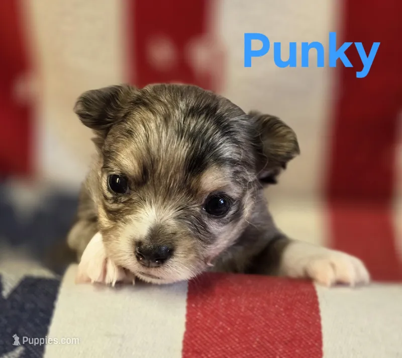CKC Punky – Chihuahua puppy for sale in Homerville, GA