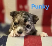 CKC Punky, a female Chihuahua for sale in Homerville, GA – 1 of 10