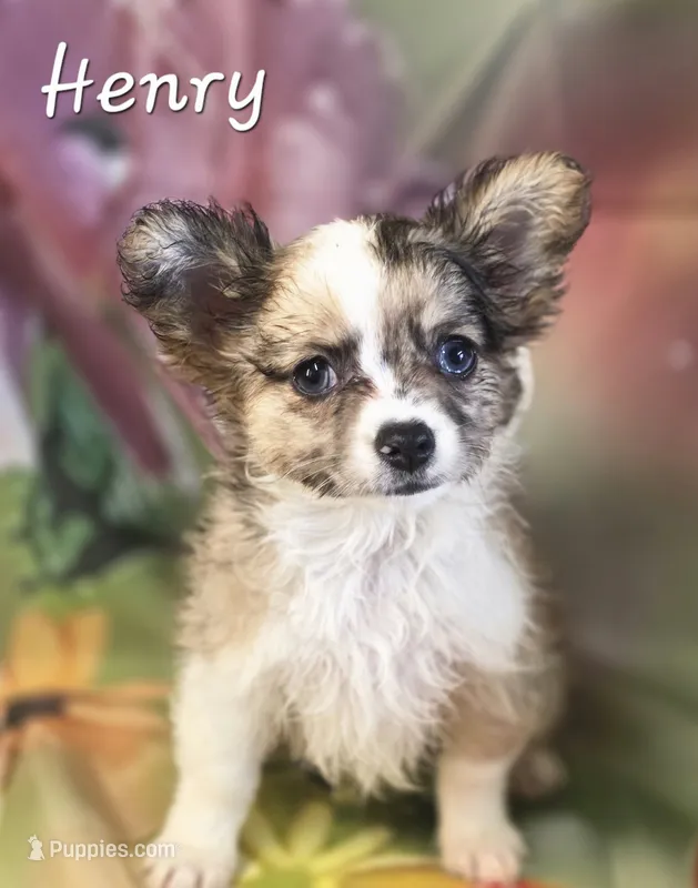 CKC Henry – Chihuahua puppy for sale in Homerville, GA