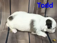 AKC Todd, a male Chihuahua for sale in Homerville, GA – 10 of 10