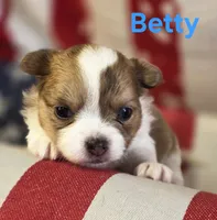 CKC Betty, a female Chihuahua for sale in Homerville, GA – 5 of 10