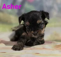 AKC Asher, a male Yorkshire Terrier for sale in Homerville, GA – 10 of 10