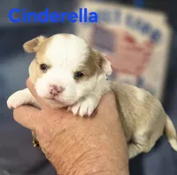 CKC Cinderella, a female Chihuahua for sale in Homerville, GA – 5 of 10