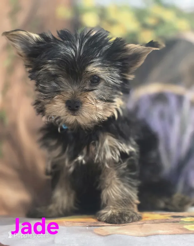 AKC Jade – Yorkshire Terrier puppy for sale in Homerville, GA