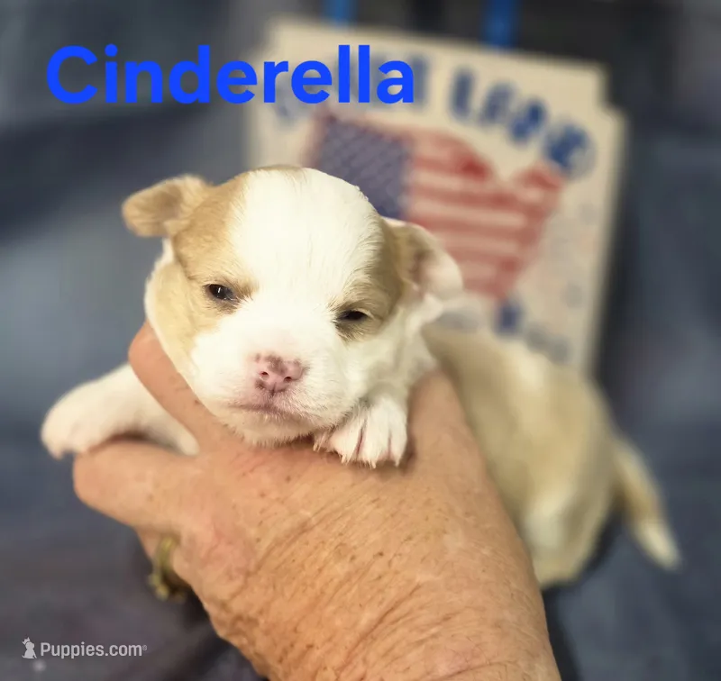 CKC Cinderella – Chihuahua puppy for sale in Homerville, GA