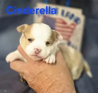 CKC Cinderella, a female Chihuahua for sale in Homerville, GA – 1 of 10