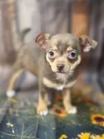 AKC Daisy, a female Chihuahua for sale in Homerville, GA – 4 of 10