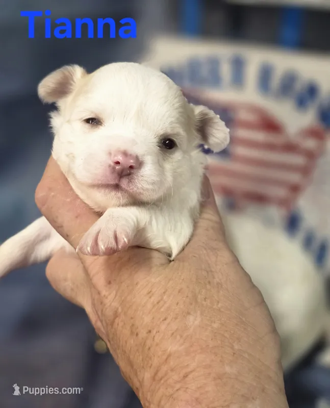 CKC Tianna – Chihuahua puppy for sale in Homerville, GA
