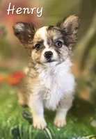 CKC Henry, a male Chihuahua for sale in Homerville, GA – 9 of 10