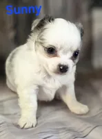 AKC Sunny, a male Chihuahua for sale in Homerville, GA – 5 of 10