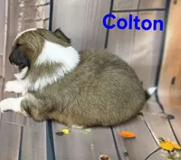 AKC Colton, a male Chihuahua for sale in Homerville, GA – 6 of 10