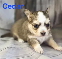 CKC Cedar, a male Chihuahua for sale in Homerville, GA – 3 of 10