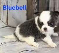 AKC Bluebell, a female Chihuahua for sale in Homerville, GA – 6 of 10