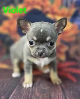 AKC Violet, a female Chihuahua for sale in Homerville, GA – 10 of 10