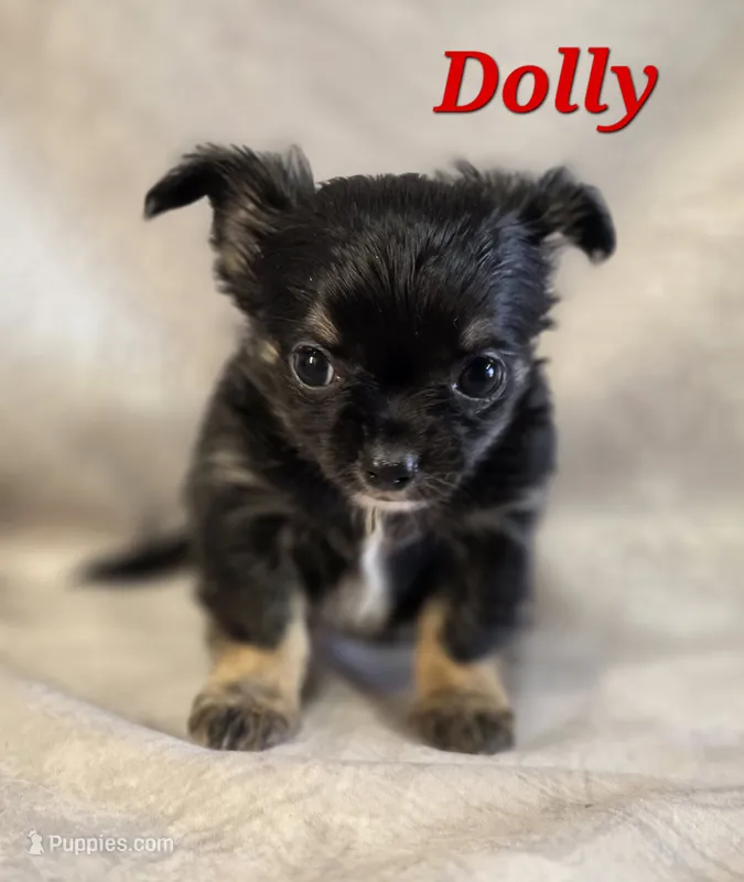 Dolly