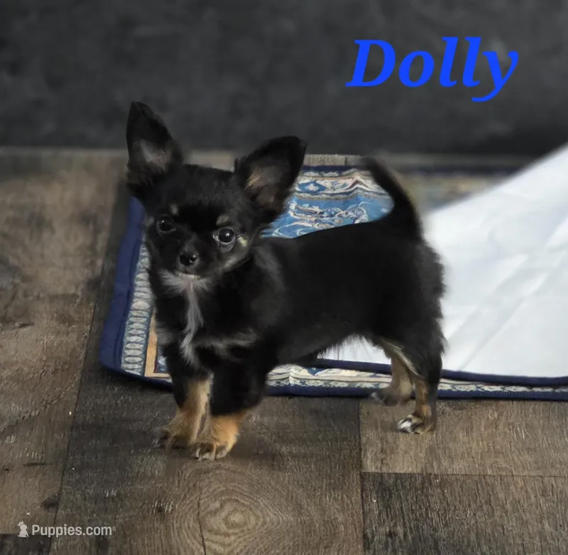 Dolly