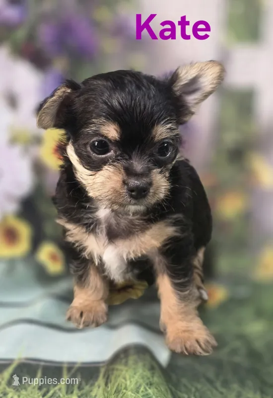 Kate – Yorkshire Terrier, Chorkie puppy for sale in Homerville, GA