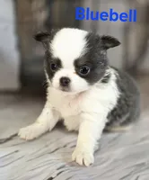 AKC Bluebell, a female Chihuahua for sale in Homerville, GA – 9 of 10