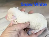 CKC Snow White , a female Chihuahua for sale in Homerville, GA – 5 of 9
