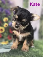 Kate, a female Yorkshire Terrier and Chorkie for sale in Homerville, GA – 6 of 10
