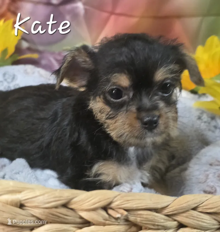 Kate – Yorkshire Terrier, Chorkie puppy for sale in Homerville, GA