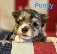CKC Punky, a female Chihuahua for sale in Homerville, GA – 4 of 10