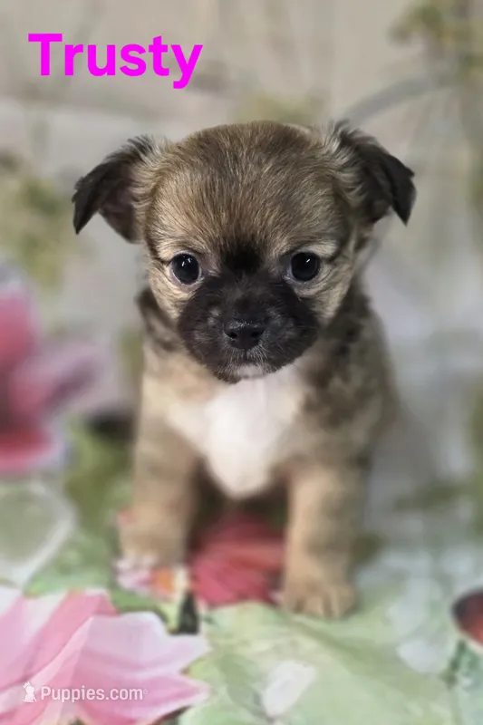 AKC Trusty – Chihuahua puppy for sale in Homerville, GA