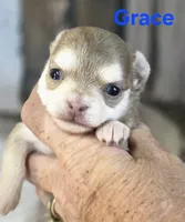 CKC Grace , a female Chihuahua for sale in Homerville, GA – 8 of 9