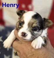 CKC Henry, a male Chihuahua for sale in Homerville, GA – 3 of 10