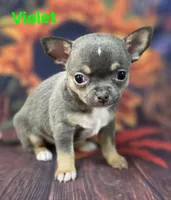 AKC Violet, a female Chihuahua for sale in Homerville, GA – 5 of 10