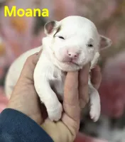 CKC Moana, a female Chihuahua for sale in Homerville, GA – 1 of 10