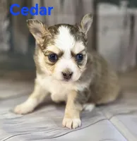 CKC Cedar, a male Chihuahua for sale in Homerville, GA – 2 of 10