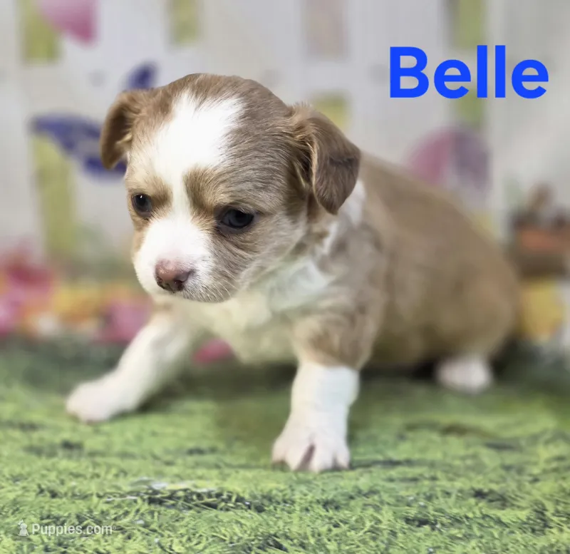 CKC Belle – Chihuahua puppy for sale in Homerville, GA