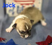 Akc Jock, a male Chihuahua for sale in Homerville, GA – 8 of 10